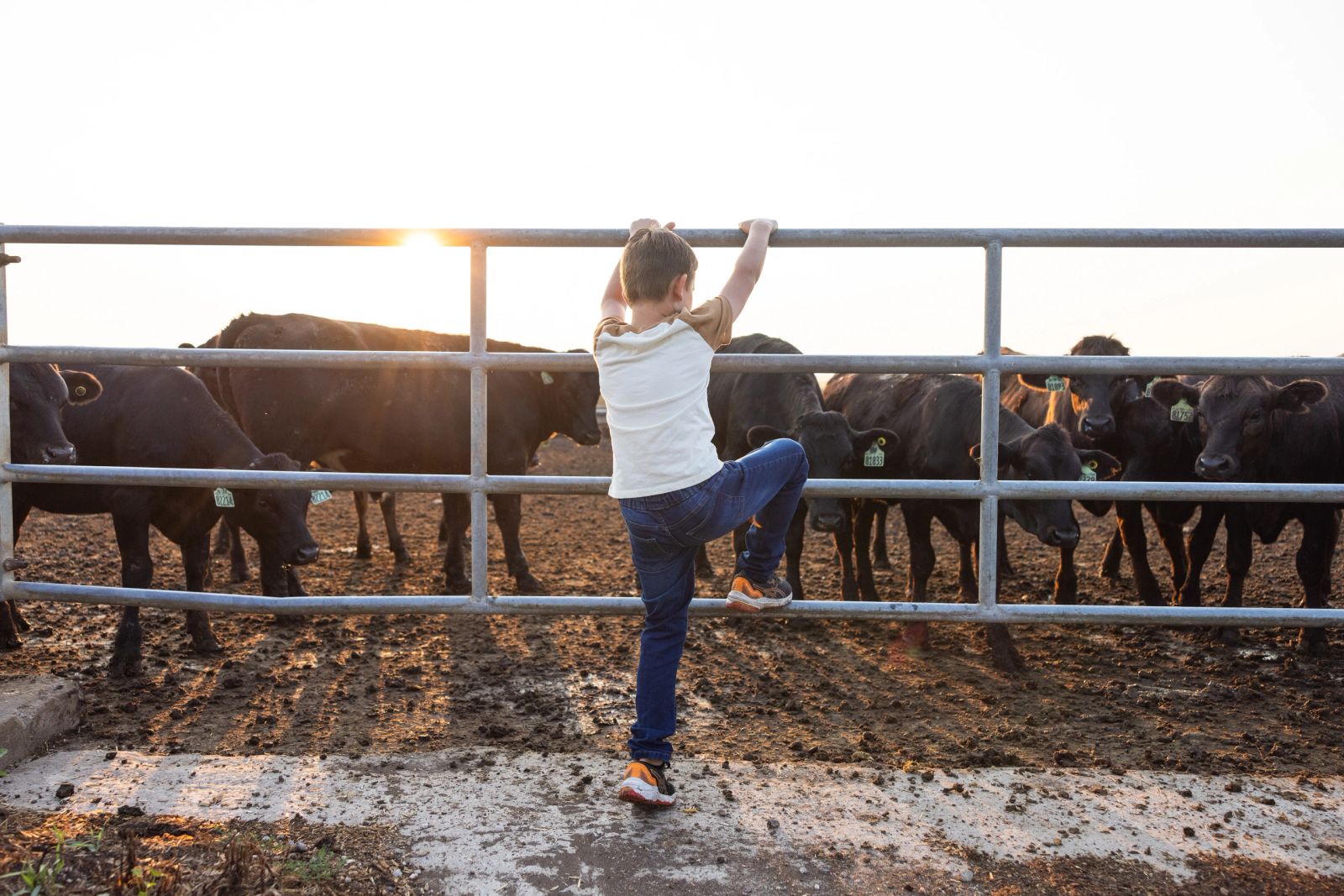 Un niño trepando una reja para ver un corral de ganado Angus negro al atardecer