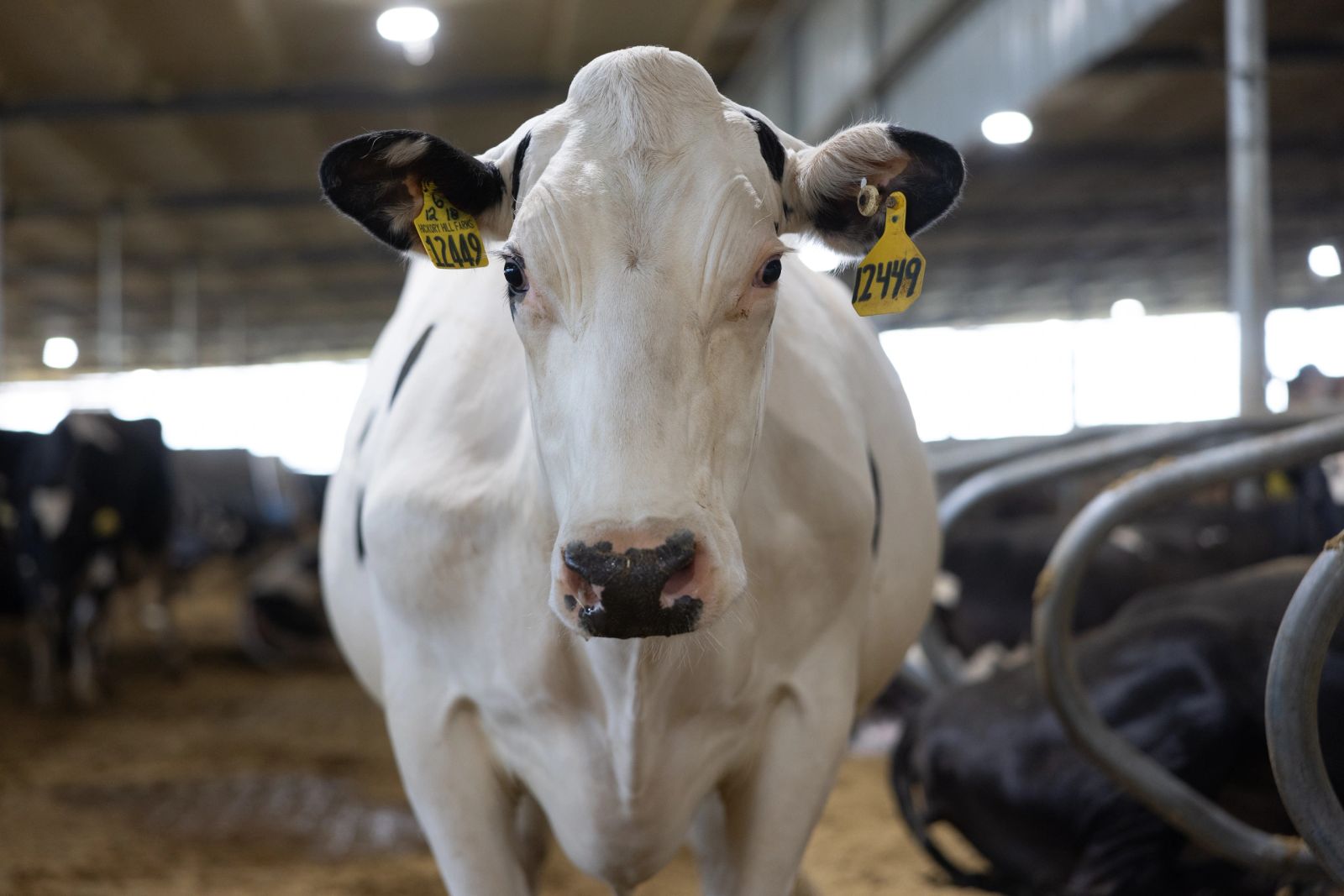 Una vaca Holstein con aretes de Hickory Hill Farms parada en el establo de libre estabulación