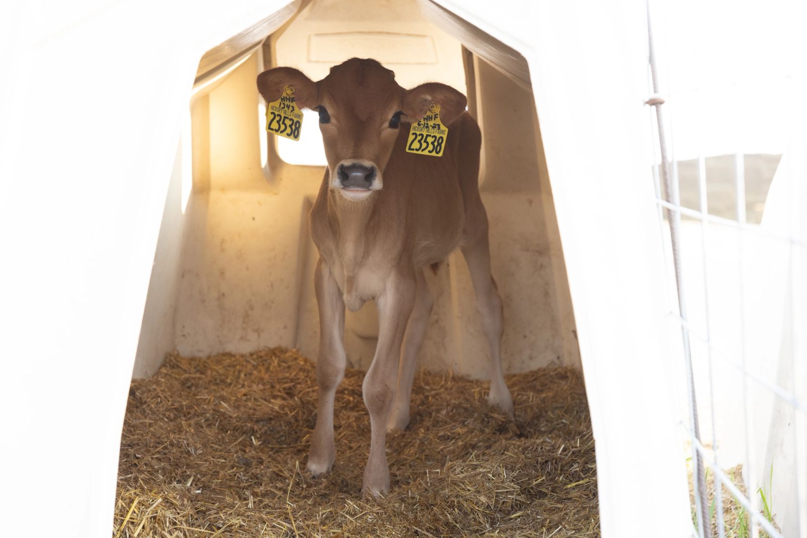 Un becerro Jersey joven con aretes de Hickory Hill Farms parado en una casita con cama de paja
